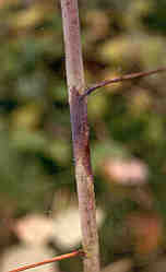 Image of cane with spur blight.