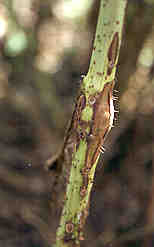 Renflement et élongation de la tige causés par le creusage des larves d'agrile du framboisier dans une tige de l'année.
