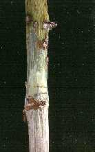 Image of cane with scraped bark showing spiral tunnel tracks from larvae.