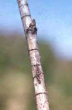 Image of cane with zipper like egg laying scar.