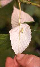 Image of leaf with Nymph of snowy tree cricket.