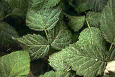 Mouchetures sur des feuilles de framboisier causées par le tétranyque à deux points. 