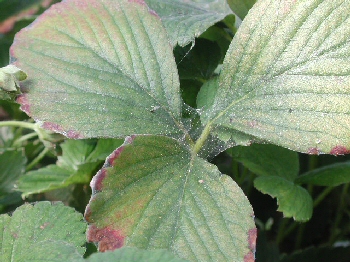 Two spotted spider mite damage showing webbing and leaf stippling