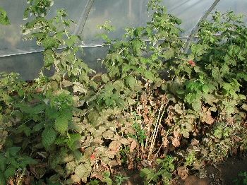 Two-spotted spider mite damage and defoliation