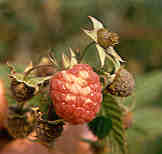 Image of raspberry druplet with white druplet disorder.