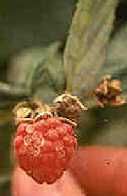 Image of fruit with Anthracnose.