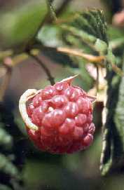 Image of fruit with larva.
