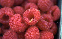 Image of picked fruit with larva.