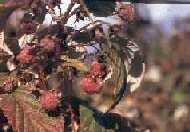 Assèchement des drupéoles causé par la punaise terne.