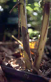 Image of two canes inplanting with cane botrytis.