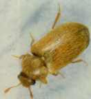 Image of raspberry fruit worm beetle.