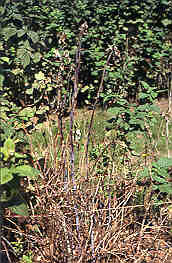 Image of canes with Verticillium Wilt.