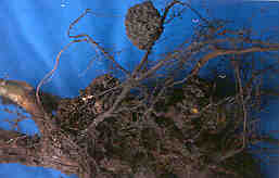Image of raspberry roots with galls.