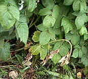 Image of raspbery primocanes with wilt.