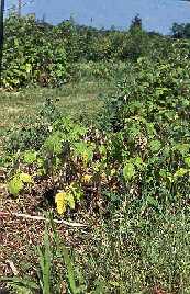 Image of raspberry planting with Phytophthora Root Rot.