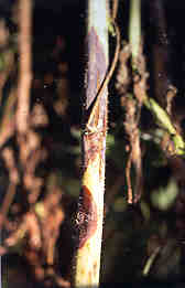 Image of cane with cane botrytis.
