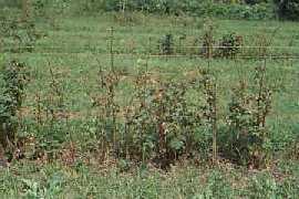 Plantation de framboisiers atteints de pourridié phytophthoréen.