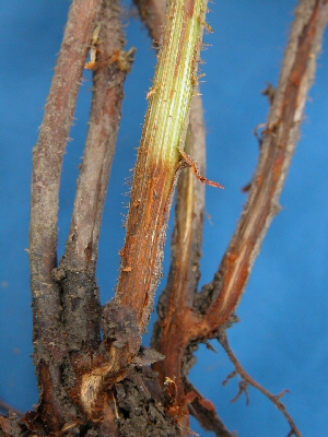 Décoloration rouge brun type sous l'écorce d'une tige de framboisier.