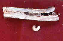 Image of stem split open to show crown borer larvae and tunnel.