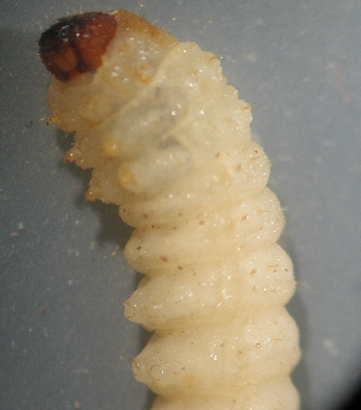 Gros plan d'une larve de rhizophage du framboisier.