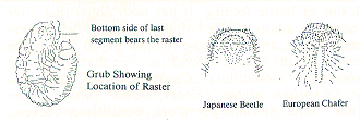 Arrangement of Spines on the Rasters of Japanese Beetle and European Chafer.