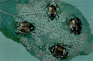 Adult Japanese Beetles. Note skeletonized leaves resulting from feeding by the adults.