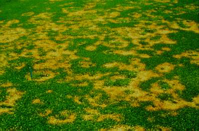 A lawn that has severe damage as a result of disease is a good candidate for lawn renovation.