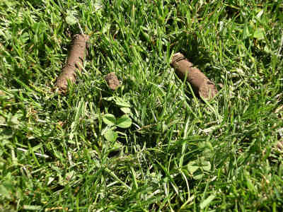 Une pelouse après le passage de l'aérateur. Le carottage aide à contrer le feutrage et le compactage