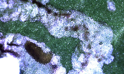 Figure 1. Image microscopique d'une larve de mineuse à l'intérieur d'une feuille. La larve est un petit asticot jaune pâle.