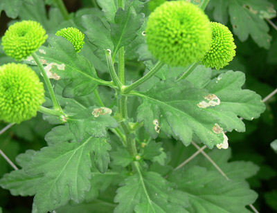 Figure 10. Photo of chrysanthemum leaves damaged by leafminers.  Numerous mines made by the larval leafminers are present in the leaf.