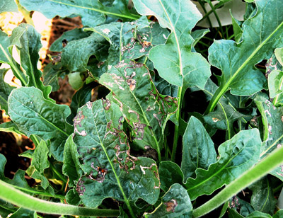 Figure 11. Photo of gerbera leaves damaged by leafminers.  Numerous mines made by the larval leafminers are present in the leaf.