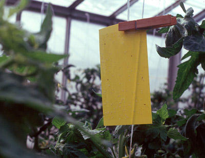 Figure 12. Photo d'une plaquette jaune encollée suspendue dans une serre.