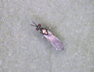 Figure 13. Photo of a Diglyphus adult. It is a small, black wasp with a metallic green sheen and short antennae.