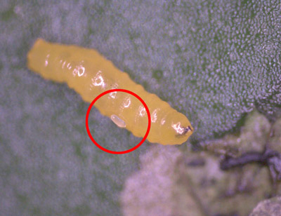 Figure 14. Photo d'un œuf de Diglyphus pondu à l'intérieur d'une galerie à proximité d'une larve de mineuse. Un cercle rouge a été tracé autour de l'œuf.
