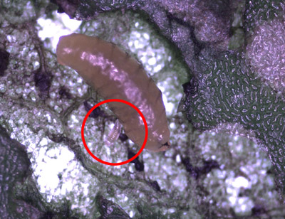 Figure 15. Image microscopique d'une jeune larve de Diglyphus près des restes d'une larve de mineuse dans une galerie creusée par cette dernière. Sur la photo, la larve brun jaunâtre est encerclée de rouge.