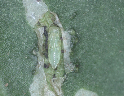 Figure 16. Image microscopique d'une pupe de Diglyphus. Pupe de Diglyphus arborant la couleur turquoise.