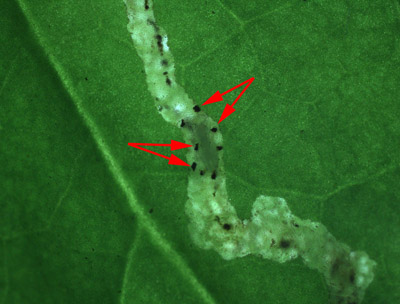 Figure 17. Photo of Diglyphus pupa in the mine surrounded by pillars of fecal material. Red arrows point to the pillars of fecal material.
