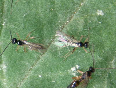 Figure 18. Photo of three Dacnusa adults on a leaf. They are small black wasps with long, flexible antennae.