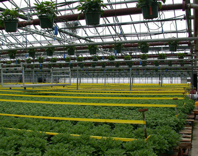 Figure 19. Photo showing large quantities of yellow sticky tape strung horizontally above plants in a greenhouse.