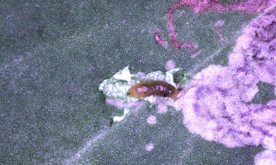 Figure 2. Microscopic image of a live leafminer that has been dissected from the leaf. It is a small, pale yellow maggot.