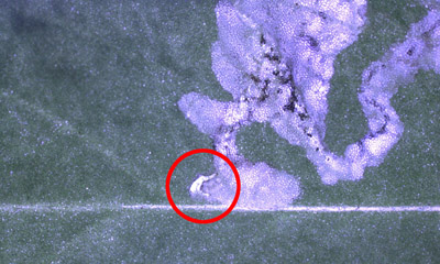 Figure 3. Image microscopique d'un trou laissé dans une feuille (dans la zone encerclée de rouge).