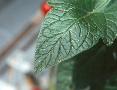 Figure 5. Photo d'une feuille d'un plant de tomate verte présentant de nombreuses piqûres laissées par l'activité de ponte et l'alimentation de mineuses femelles.