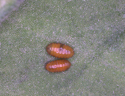 Figure 6. Photo of two leafminer pupae side by side on a leaf.