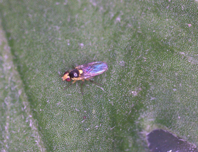 Figure 7. Photo d'une mouche mineuse américaine (Liriomyza trifolii) adulte. 