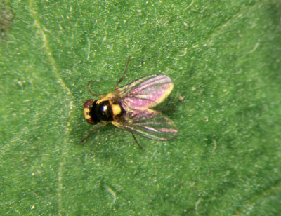 Figure 8. Photo d'une mineuse maraîchère (Liriomyza sativae) adulte. 