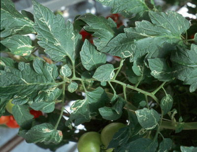 Figure 9. Photo de feuilles d'un plant de tomate endommagées par les mineuses. On y voit de nombreuses galeries creusées dans les feuilles par les larves des mineuses.