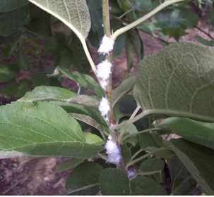 À mesure que l'été avance, l'infestation de pucerons progresse et gagne les rameaux en formation et les points d'attache des gourmands.