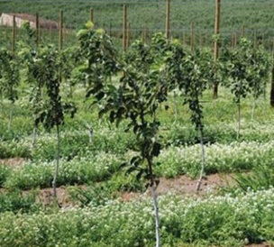 Planté entre les rangs de pommiers, l'alysson maritime peut réduire les colonies de pucerons lanigères en créant un habitat naturel hostile.