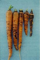 Les traitements des carottes, les plus courantes maladies et les