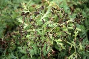 Alternaria leaf blight on carrot leaf.